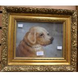 An oil on board, early 20th Century painting of the head of a golden retriever, initialled C.