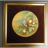 *A porcelain plaque, hand painted with Mistle Thrush sitting in a fruit tree by J. F. Smith, mounted