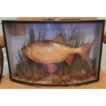 J Cooper taxidermy cased trophy catch, includes catch label and J Cooper label. Comes in a bow