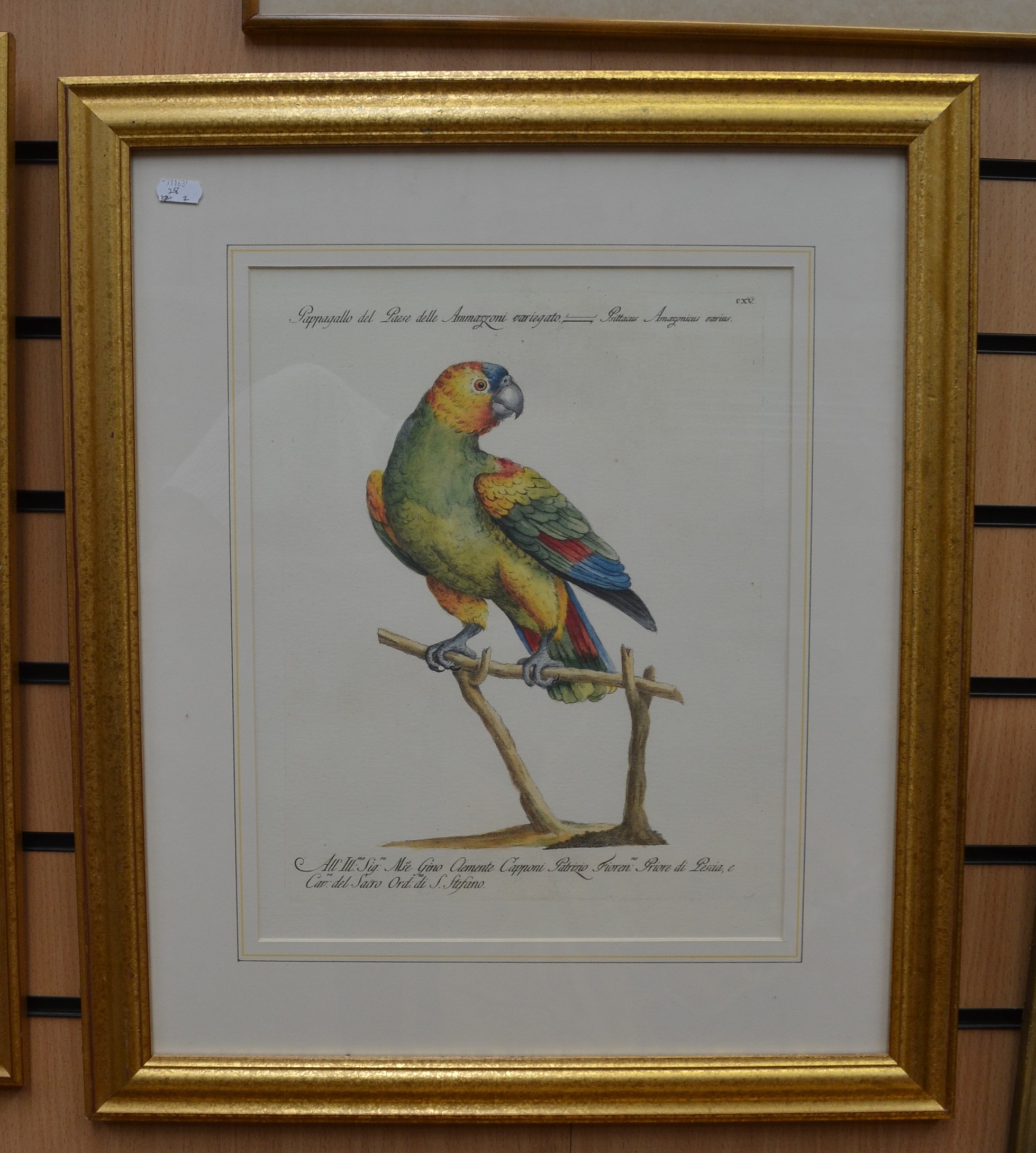 Two coloured engravings of parrots - Image 2 of 2