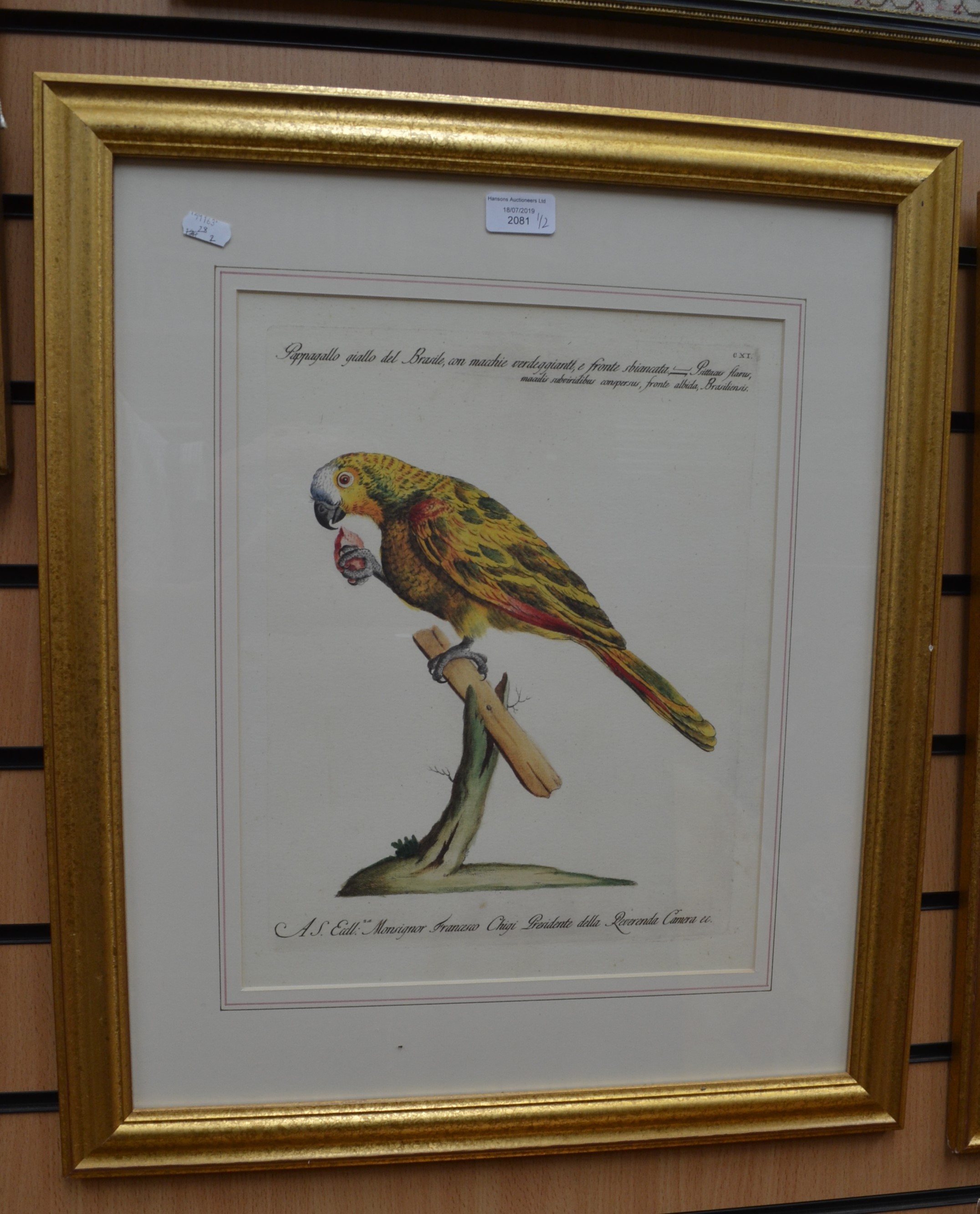 Two coloured engravings of parrots