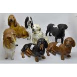 Seven Coalport dog statues including;