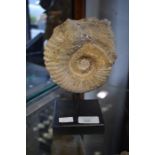 Jurassic ammonite mounted