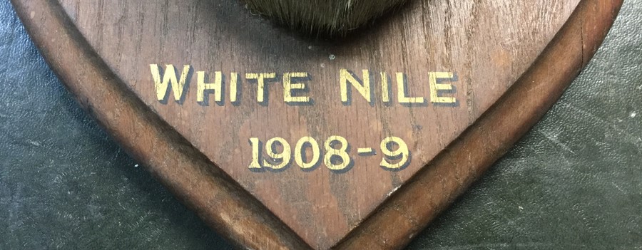 Taxidermy Interest: Antelope's head mounted on a wooden sheild inscribed "White Nile 1908-09". - Image 3 of 4