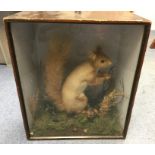Taxidermy Interest: a pair of Red Squirrels each in a separate glass case. Set within a naturalistic