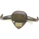Taxidermy Interest: a pair of Buffalo horns on a wooden plaque with brass plate inscribed "To the