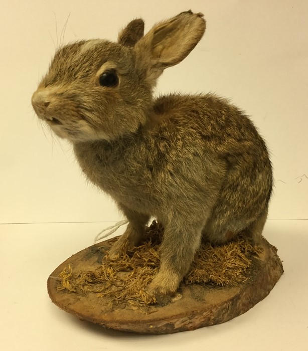 Taxidermy interest: a taxidermy of a young Rabbit (Kit). Mounted on a wooden plinth. Overall - Image 3 of 3