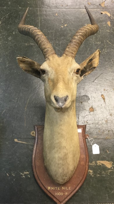 Taxidermy Interest: Antelope's head mounted on a wooden sheild inscribed "White Nile 1908-09".