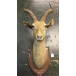 Taxidermy Interest: Antelope's head mounted on a wooden sheild inscribed "White Nile 1908-09".