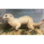 Taxidermy interest: A taxidermy Stoat in a glazed case. Size 37cm x 38cm. No makers label.