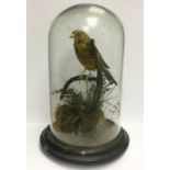 Taxidermy interest; a Victorian Yellow Hammer, under glass globe with added vegetation, approx 25 cm