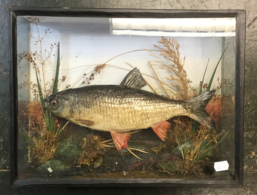 Taxidermy interest: a case taxidermy of a Perch in a naturalistic setting. Case size 40cm x 30cm. No