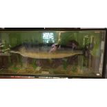 Taxidermy Interest: a taxidermy Pike in a glass case in a naturalistic setting. Painted