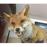 Taxidermy Interest: a realistic taxidermy of a Fox mounted on a branch. Approx height  to tip of