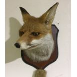 Taxidermy Interest: a Foxes mask mounted on a wooden sheild with brush hanging beneath. Overall size