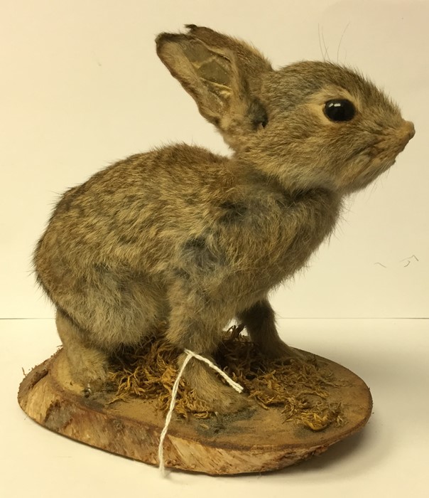 Taxidermy interest: a taxidermy of a young Rabbit (Kit). Mounted on a wooden plinth. Overall