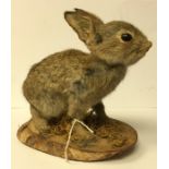 Taxidermy interest: a taxidermy of a young Rabbit (Kit). Mounted on a wooden plinth. Overall