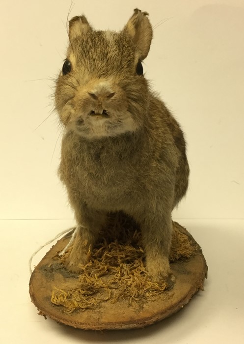 Taxidermy interest: a taxidermy of a young Rabbit (Kit). Mounted on a wooden plinth. Overall - Image 2 of 3