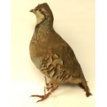 Taxidermy interest: a freestanding Grouse. Overall height 21cm. Feet a/f.