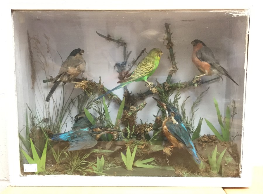 Taxidermy interest: A case of Taxidermy Birds to include Budgie, Kingfishers x 2, Bull Finches x