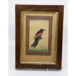 Indian School, 20th Century, a Company School painting of a Mynah bird (?), signed, 22cm by 13.5cm,