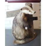 A taxidermy badger, mounted beside a gate post upon an oval oak base, height 58cm, together with a