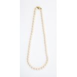 A cultured pearl necklace, uniform pearls knotted, measuring approx 7.5mm,  pink over-tone, length
