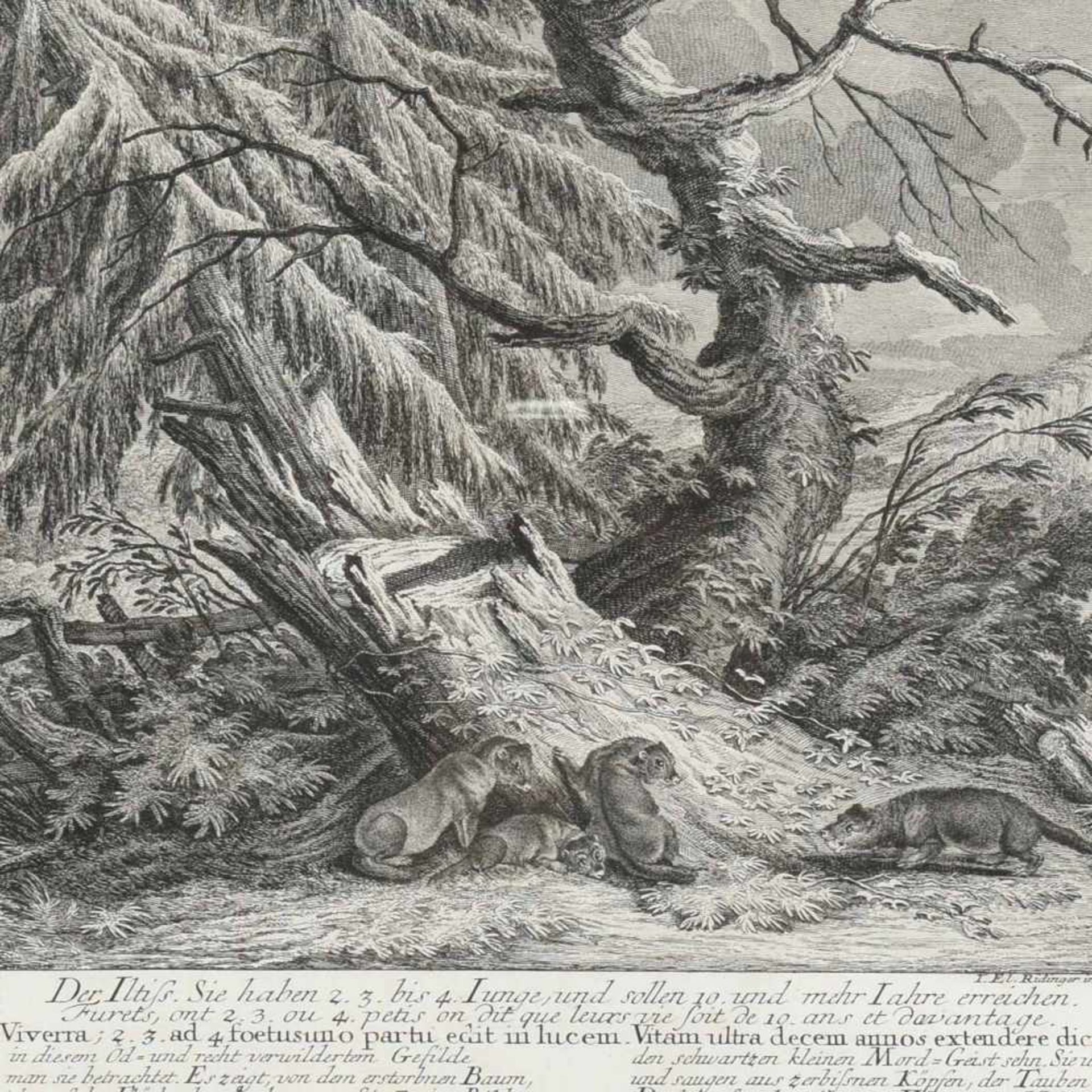 Ridinger, Johann Elias (um 1698 - 1767 Augsburg) Kupferstich, "Der Iltis", veröffentlicht bei Aug.