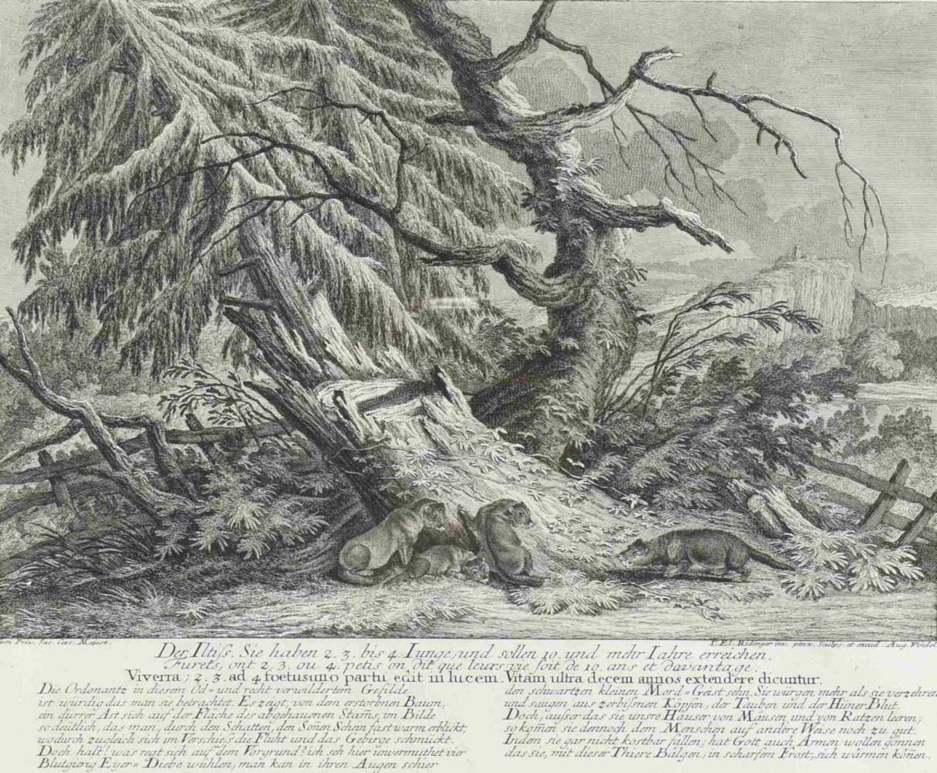 Ridinger, Johann Elias (um 1698 - 1767 Augsburg) Kupferstich, "Der Iltis", veröffentlicht bei Aug. - Bild 2 aus 2