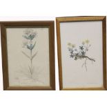 (2) Antique Framed Botanical Prints