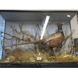 Taxidermy: Example of a pheasant in a diorama setting, glazed by "Shopland" Torquay.