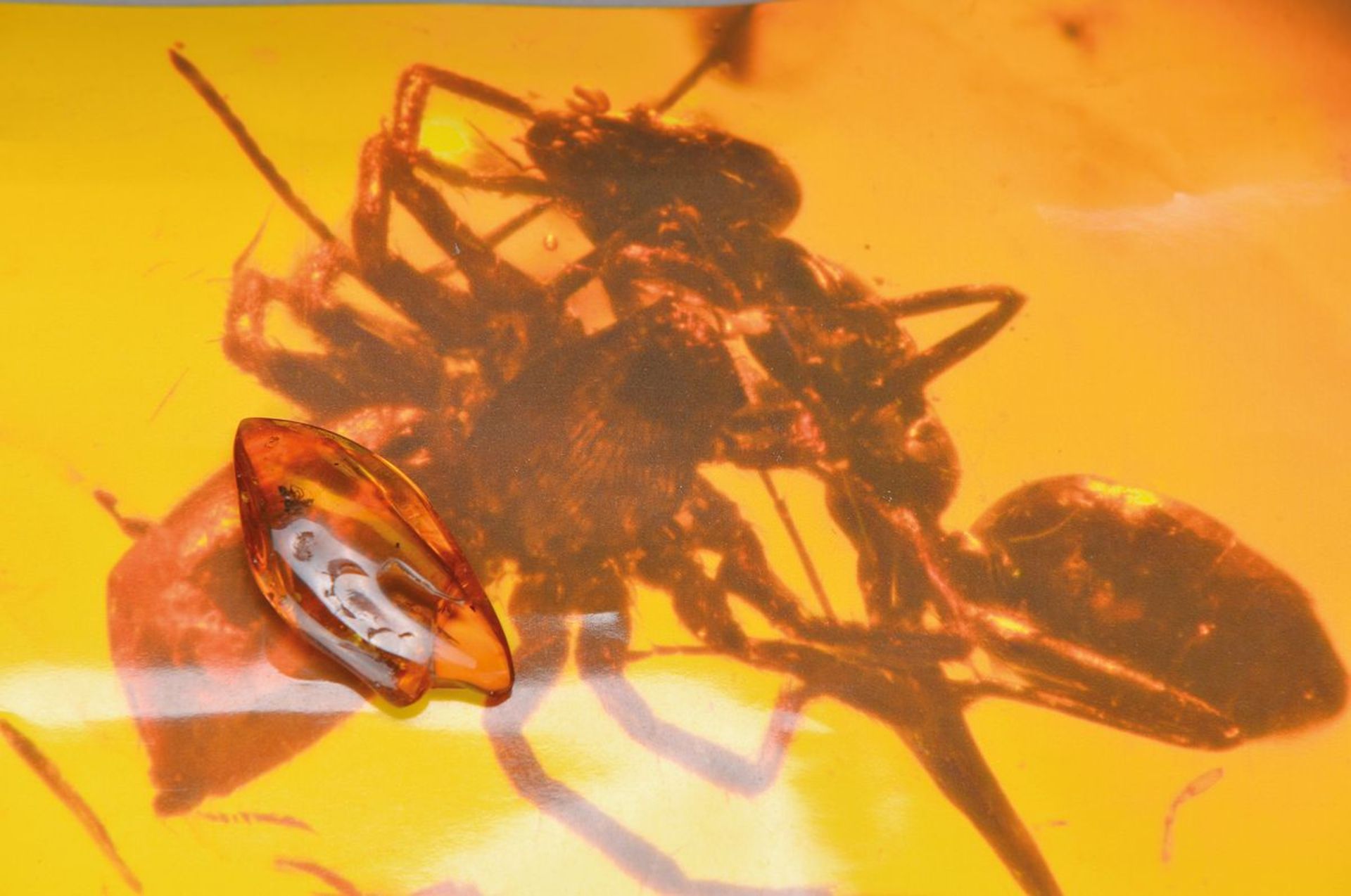 Baltischer Bernstein mit Spring-Spinne (Salticidae) packt Ameise, ca. 49 Millionen Jahre alt,