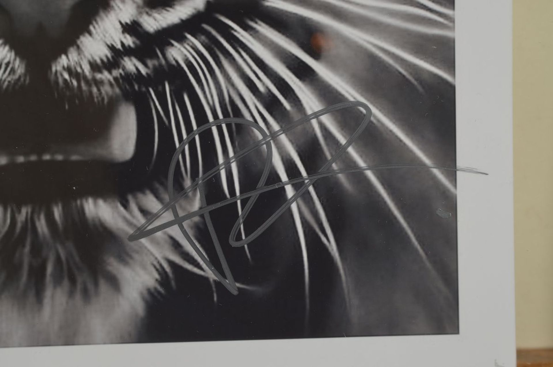 Robert Longo, geb. 1951, "Tiger", Presse Foto, nicht limitiert, handsign., zwischen doppelt - Bild 2 aus 2