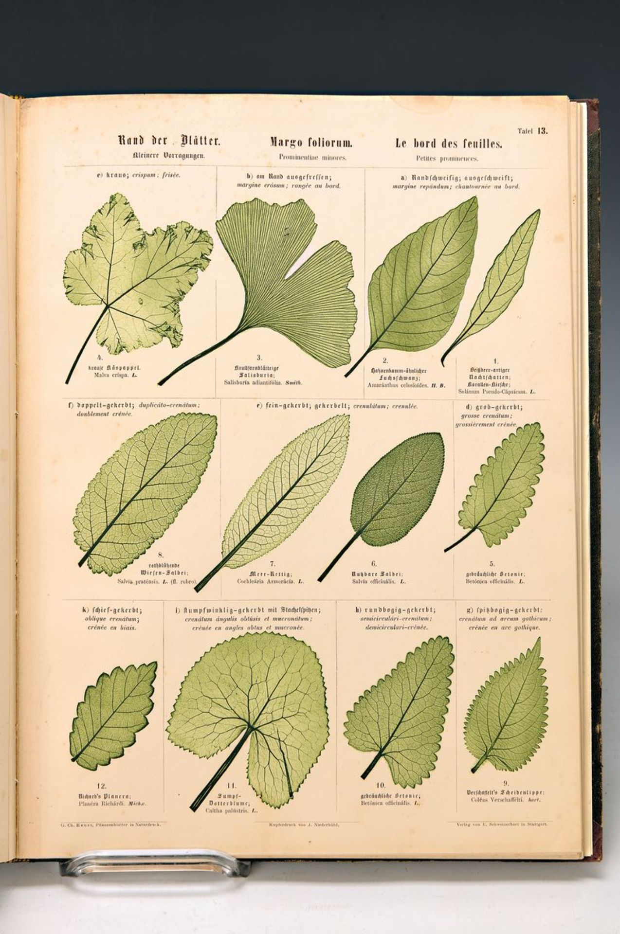 G.C. Reuß, Pflanzenblätter in Naturdruck mit der botanischen Kunstsprache für die Blattform,