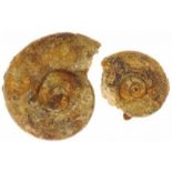 Twee gefossiliseerde ammonieten, -ca 16,5 en 11 cm doorsnede-