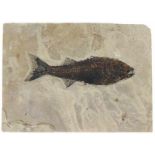 Gefossiliseerde vis -ca. 28 x 38 cm-