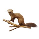 TAXIDERMY MUSTELID