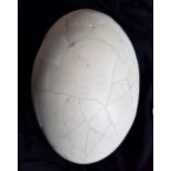 Antique Reconstructed Elephant Bird Egg (Taxidermy) - 31cm long and 21cm wide.