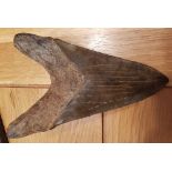 MEGALODON Shark Tooth Fossil (13-20 million years old) - 5 7/8" long and 315.4 grams.