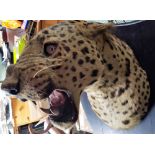 Van Ingen of Mysore Taxidermy Leopard Head on Shield.