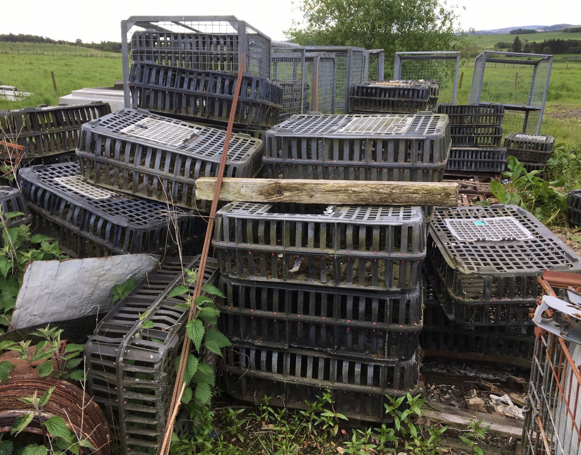 Lot of approx 50 Chicken Carrying Baskets approx 38" x 24" x 12".