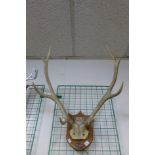 A pair of mounted antlers