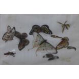 Chinese School (19th Century), still life of butterflies and insects, watercolour on pith paper,