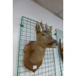 A mounted taxidermy doe's head