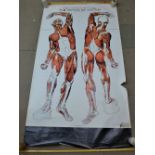 Two vintage anatomical charts