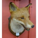 A taxidermy fox's head,