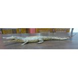 A taxidermy juvenile crocodile