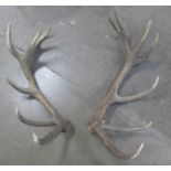 A pair of deer antlers