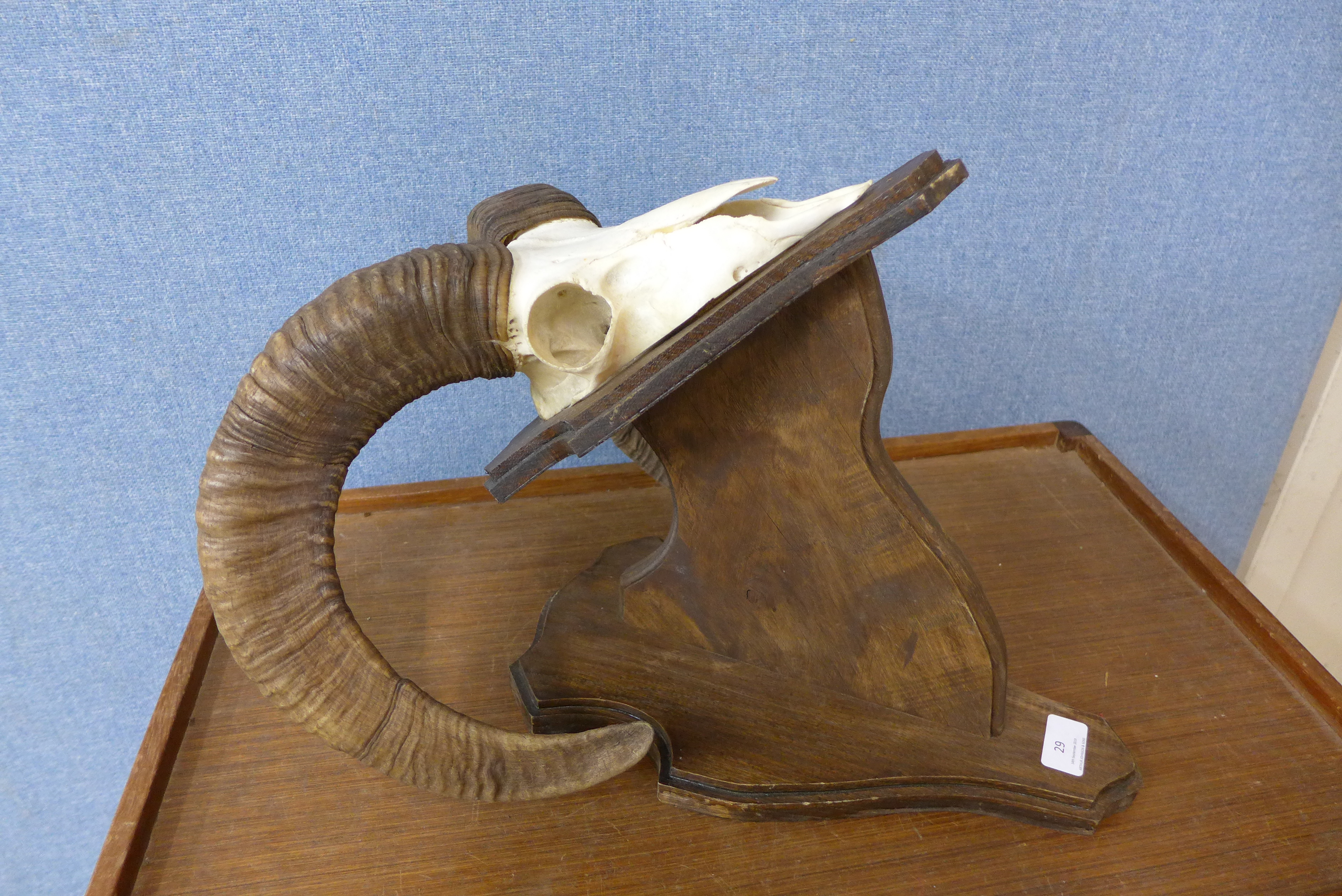 A mounted ram's skull and horns