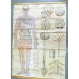 A large school/medicine school poster of an anatomical body,